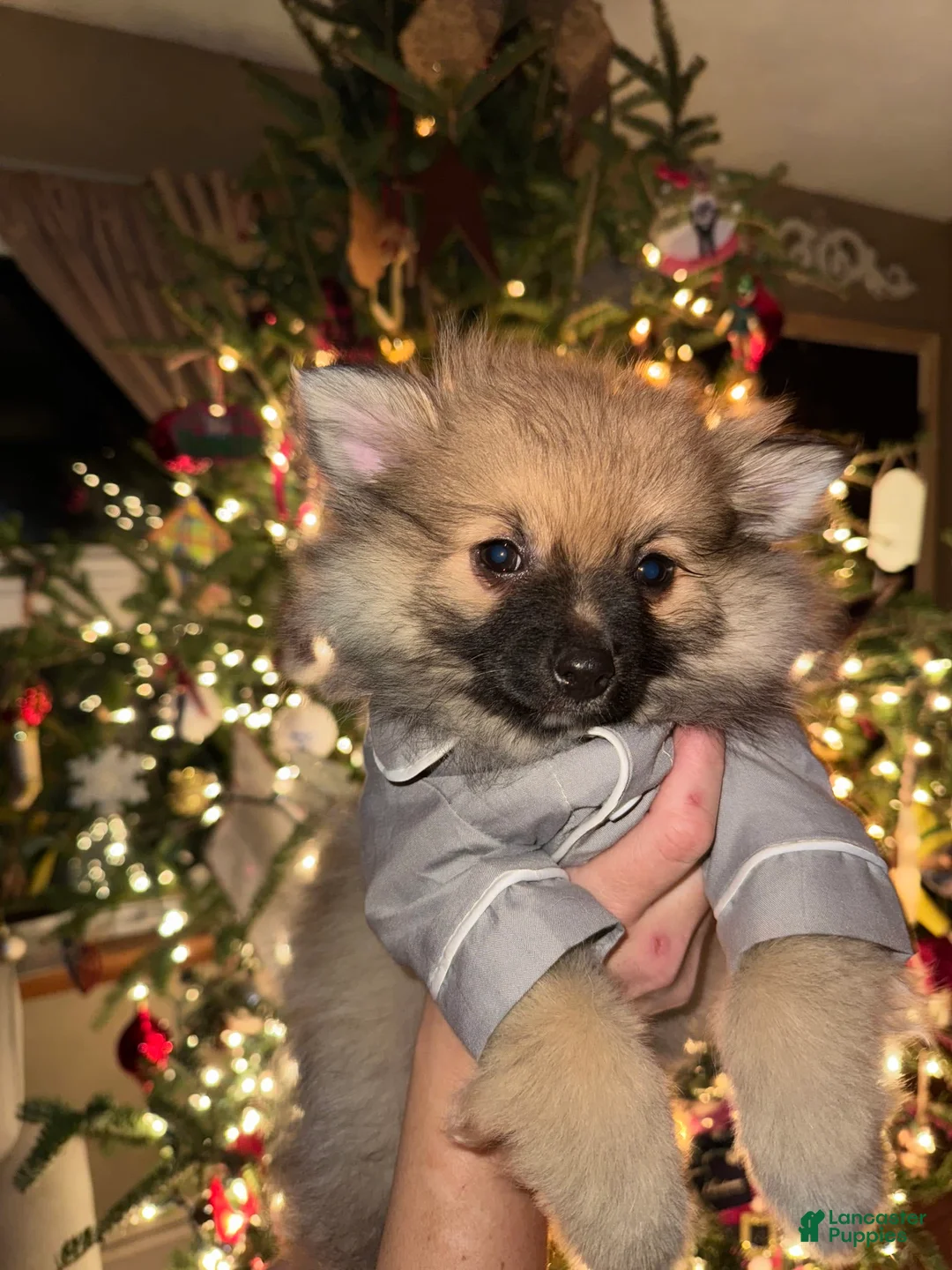 Gallery Image {{count}}