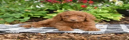 Goldendoodle dogs for sale: Ruby - Ad 2