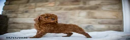 Miniature Poodle dogs for sale: Jana - Ad 3