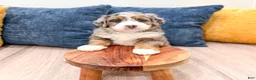 Mini Bernedoodle dogs for sale: Jasmine - Ad 4