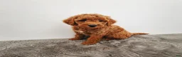 Mini Goldendoodle dogs for sale: Benny - Ad 4