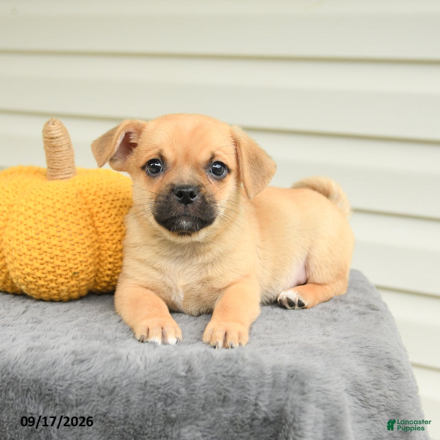 Mixed Breed dogs Scott - Ad 2