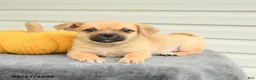 Mixed Breed dogs for sale: Scott - Ad 2