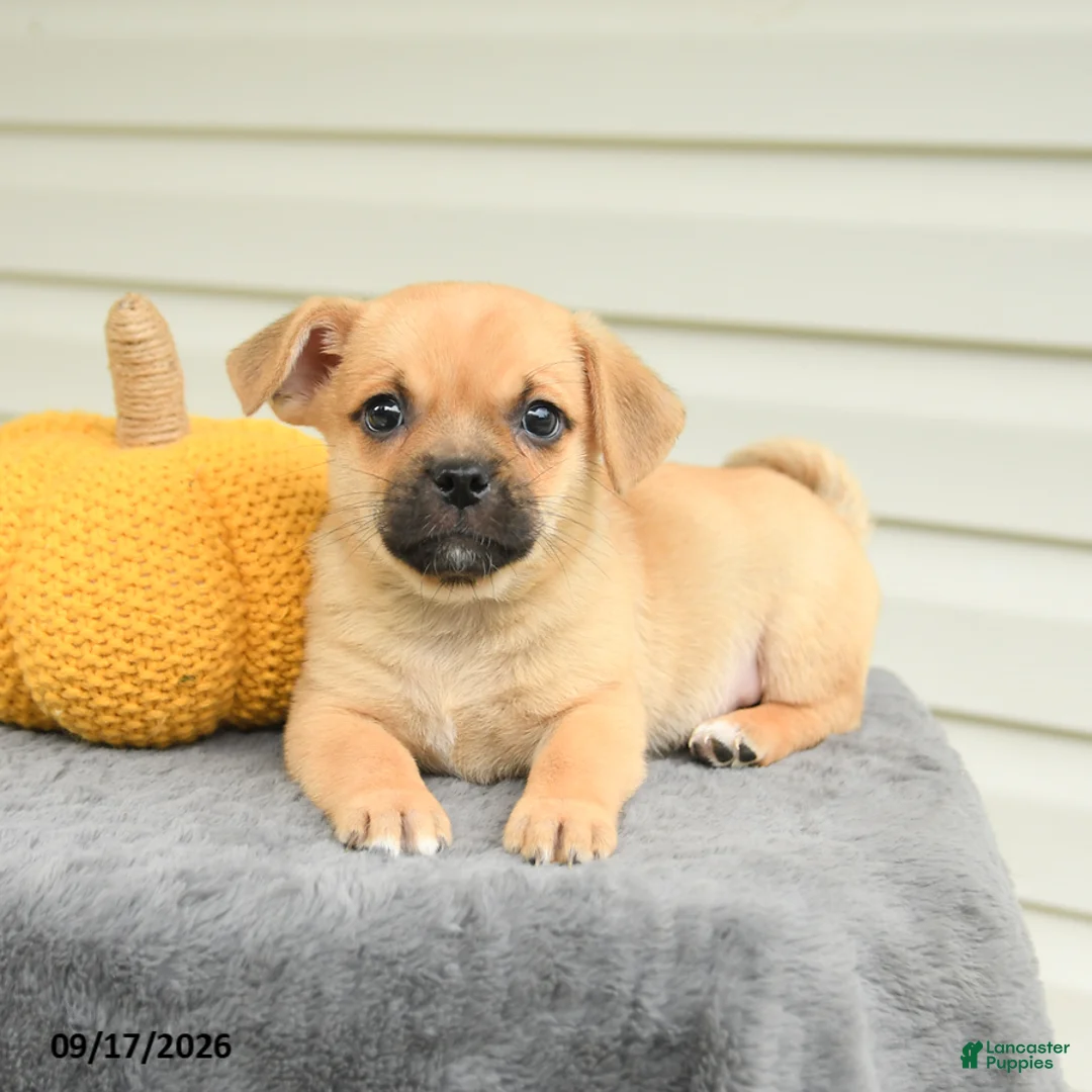 Mixed Breed dogs for sale: Scott - Ad 2