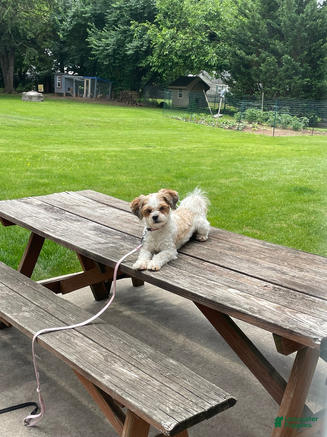 Mixed Breed dogs for sale: Frosty - Ad 3