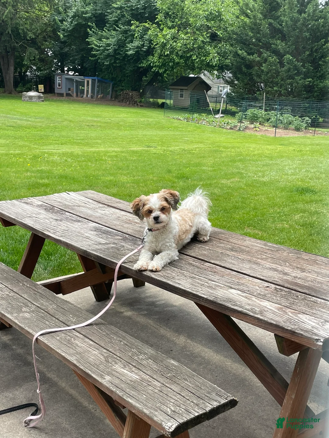 Mixed Breed dogs for sale: Sugarplum - Ad 4