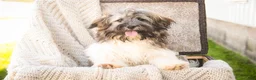 Havanese dogs for sale: Biscotti - Ad 3