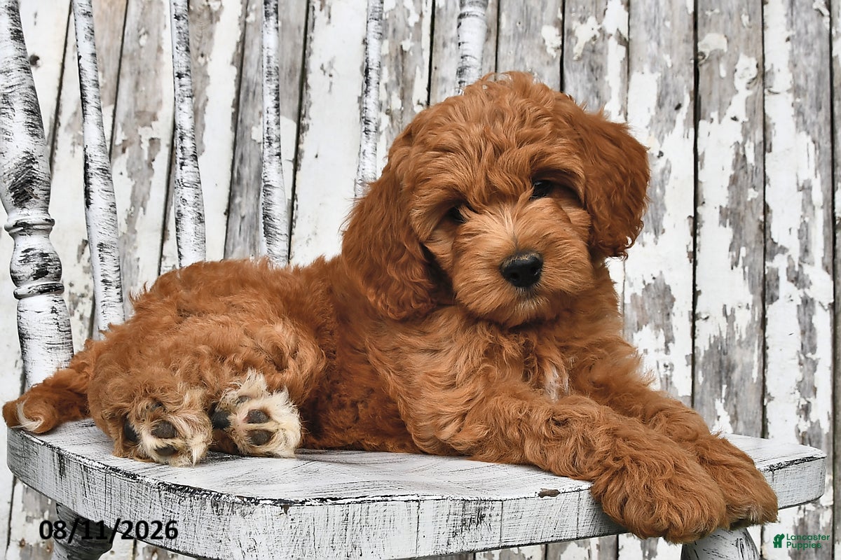 Goldendoodle dogs Willow - Ad 1
