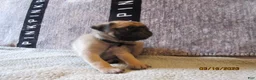 Pug dogs for sale: Pug Puppy 4 - Ad 8
