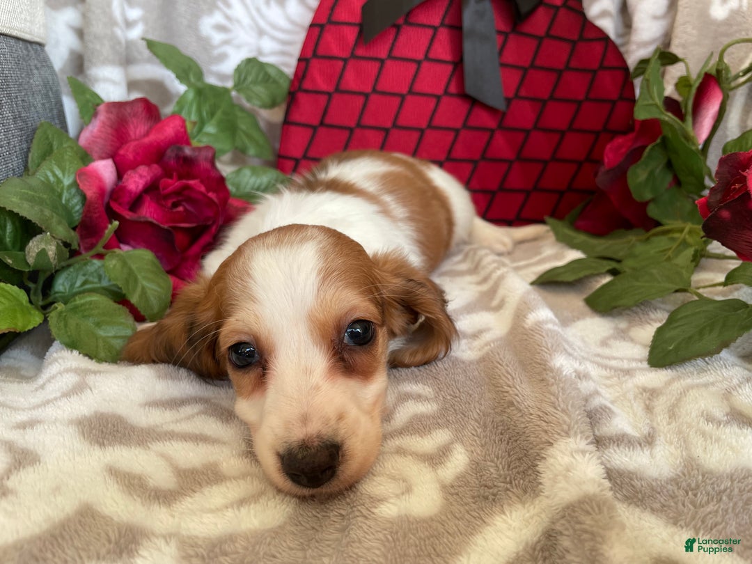 Miniature Dachshund dogs for sale: Baxter - Ad 7