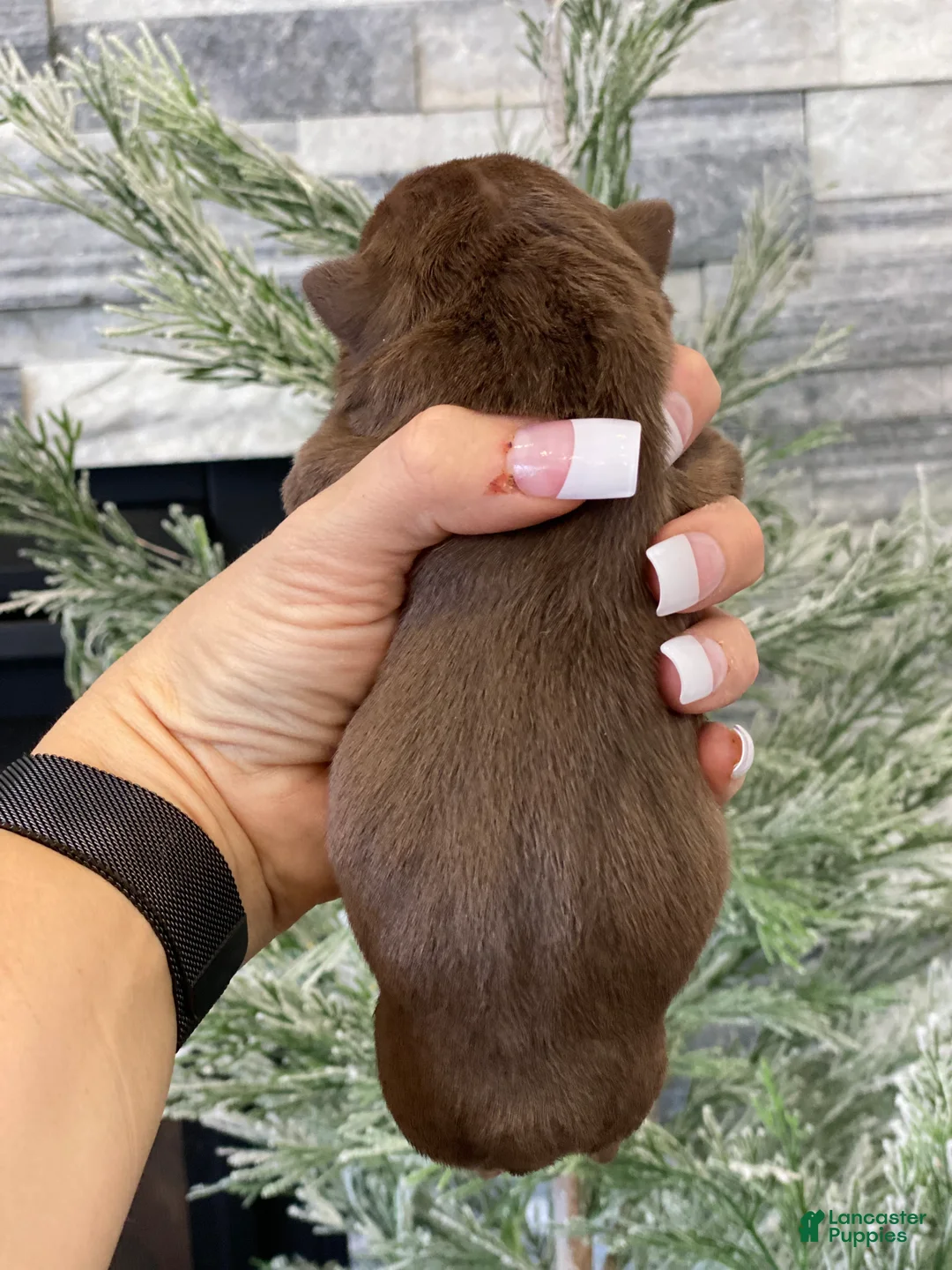 English Bulldog dogs for sale: Robin - Ad 3