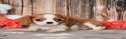 Cavalier King Charles Spaniel dogs for sale: Pluto - Ad 2