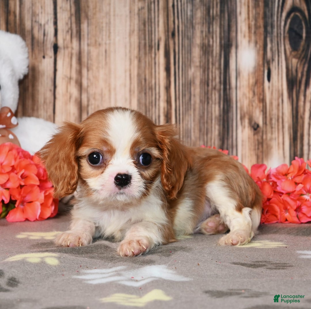 Cavalier King Charles Spaniel dogs for sale: Pluto - Ad 2