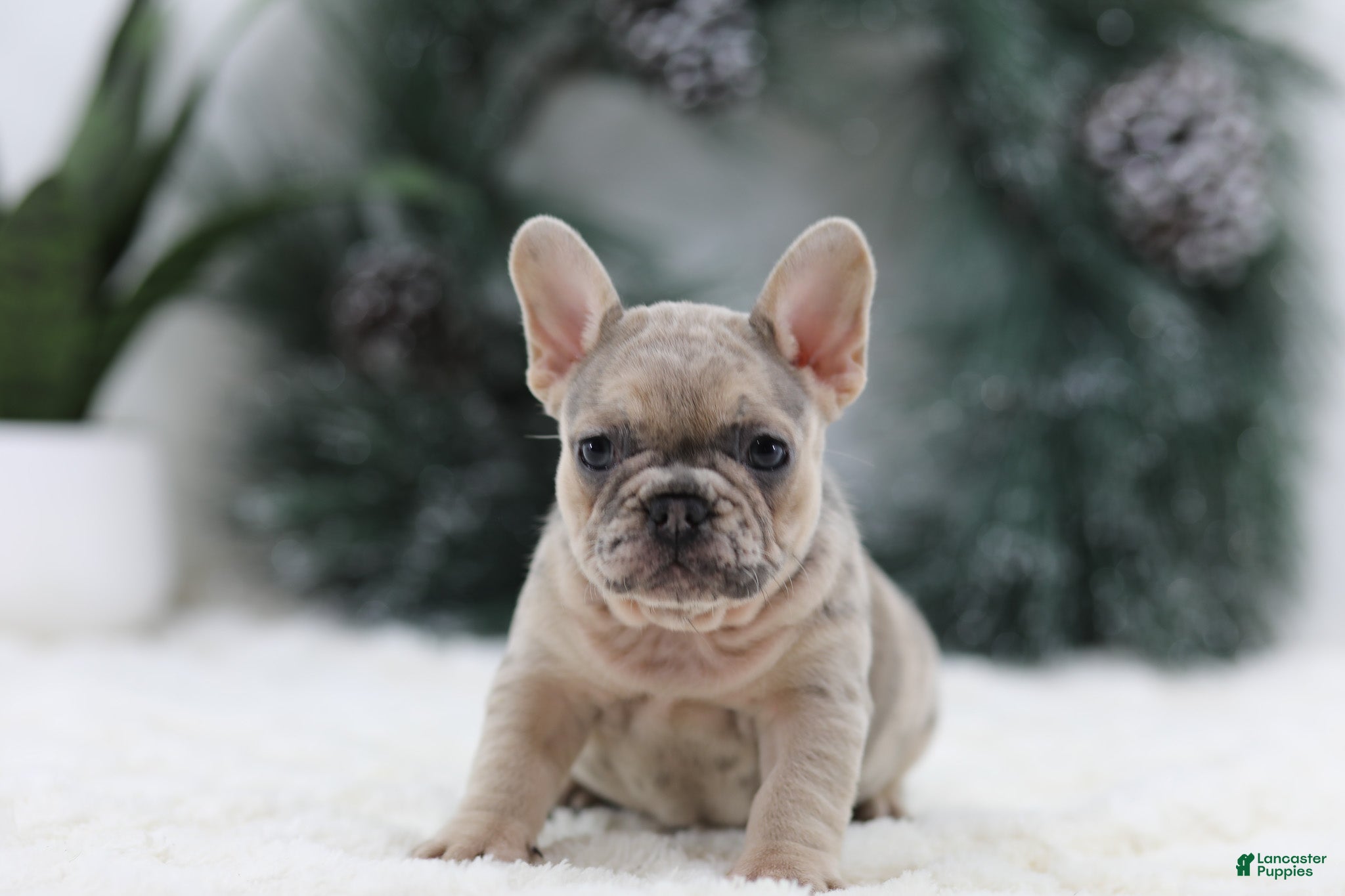 French Bulldog dogs Megan - Ad 40