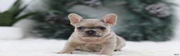French Bulldog dogs for sale: Megan - Ad 1