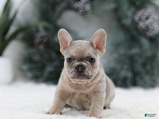 French Bulldog dogs Megan - Ad 12