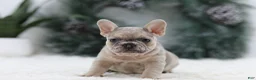 French Bulldog dogs for sale: Megan - Ad 1