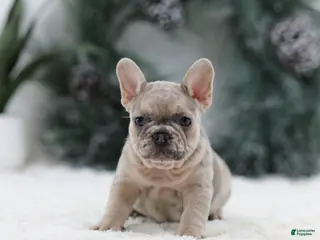 French Bulldog dogs Megan - Ad 34