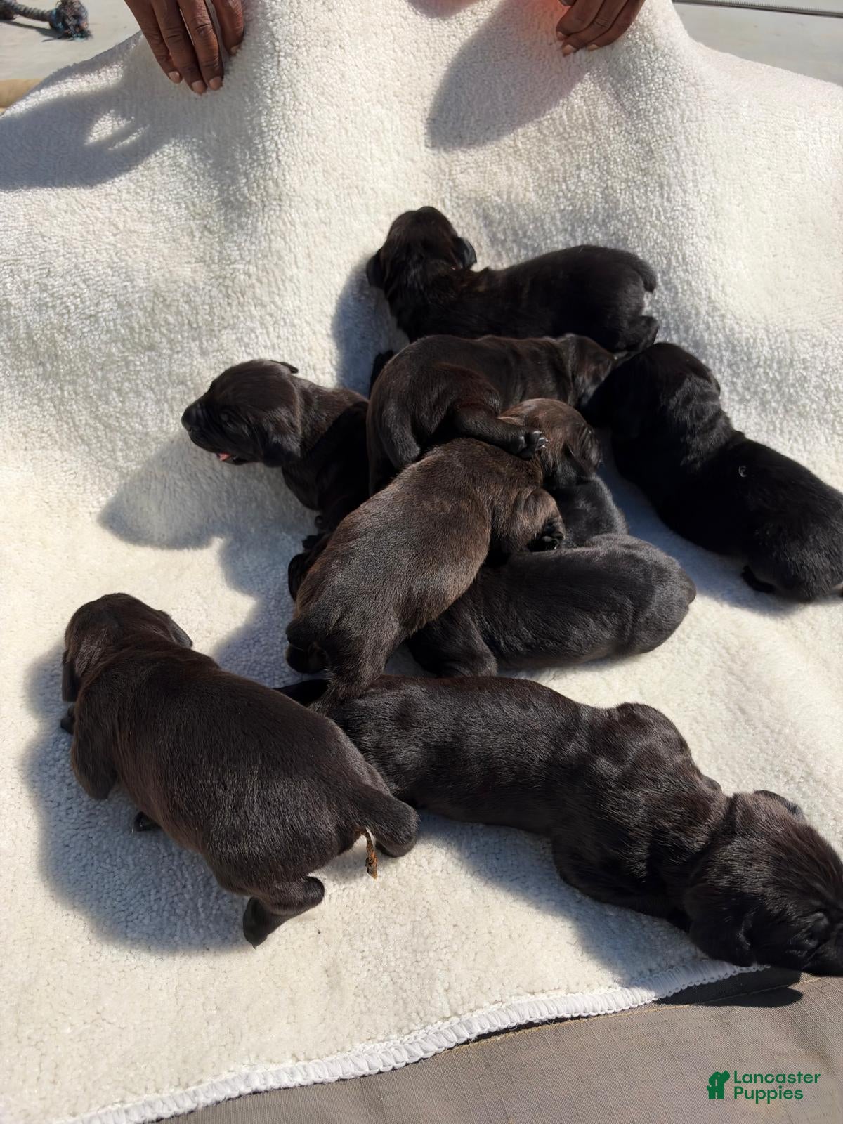Cane Corso dogs Cane Corso 9 - Ad 1
