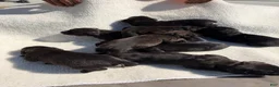 Cane Corso dogs for sale: Cane Corso 9 - Ad 1