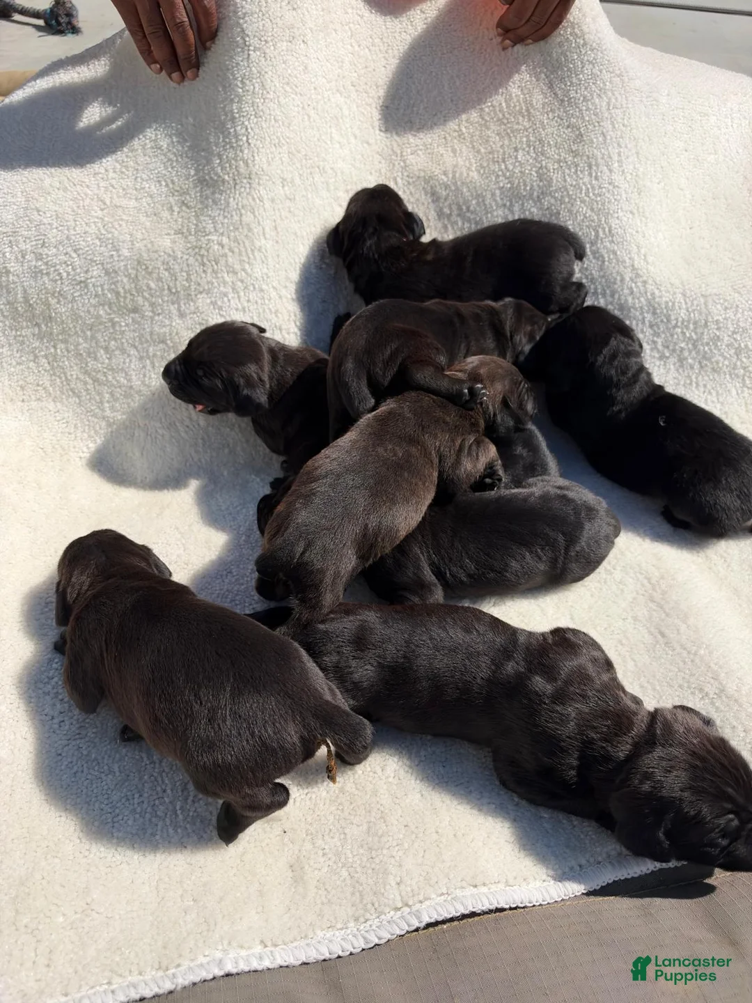 Cane Corso dogs for sale: Cane Corso 9 - Ad 1