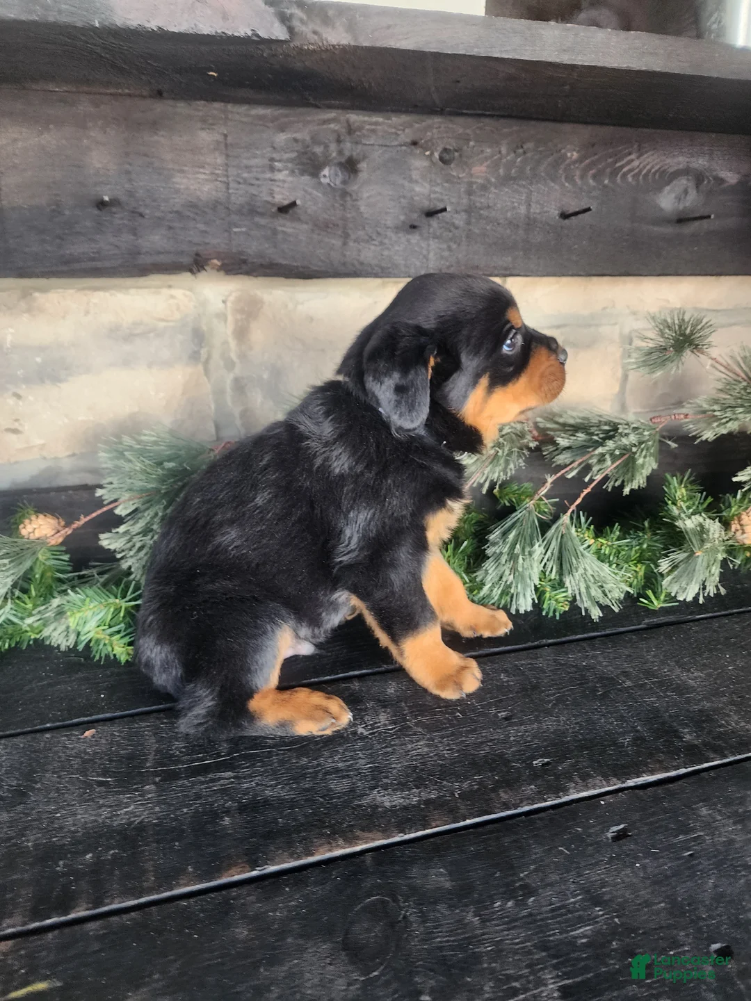 Rottweiler dogs for sale: Buster - Ad 3