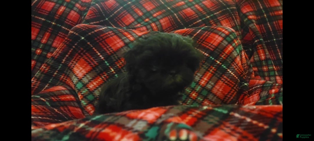 Shih Tzu dogs for sale: MAX, Shih Tzu, Male, 10 weeks, AKC Champion Blood Line - Ad 13