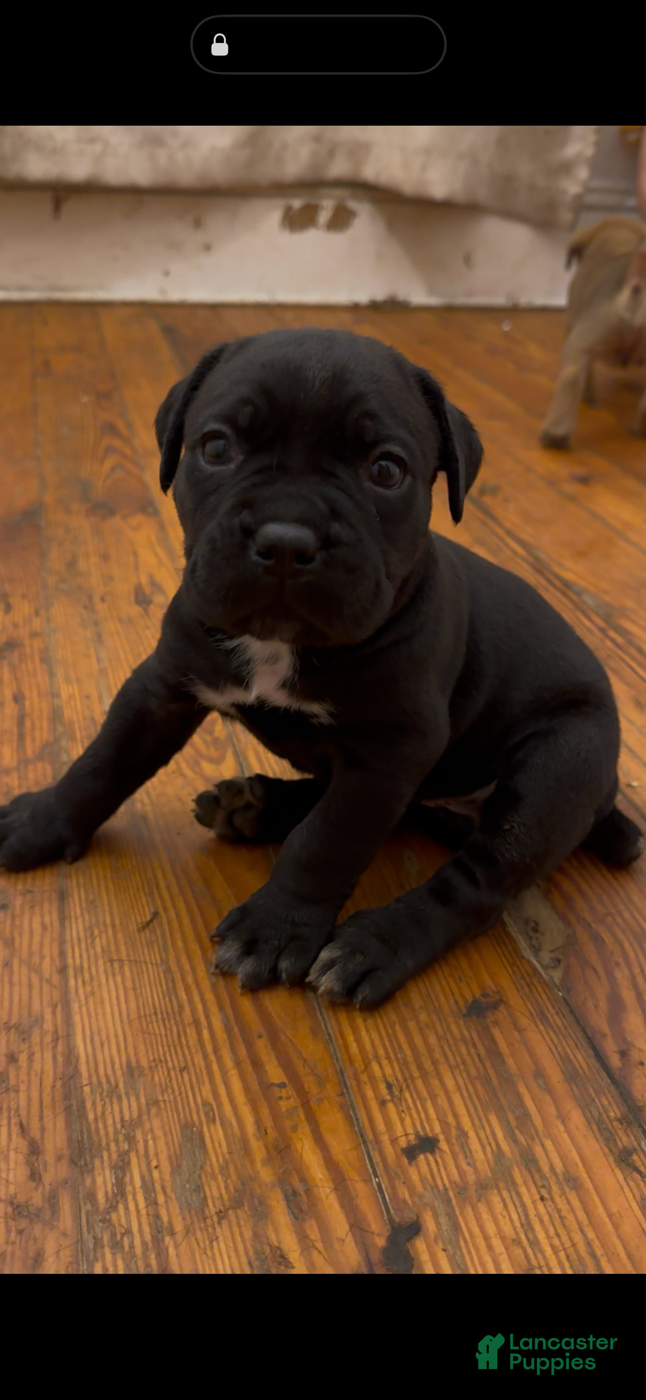 Cane Corso dogs Roxy - Ad 2