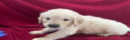 Golden Retriever dogs for sale: Golden Retriever Puppy 3 - Ad 1