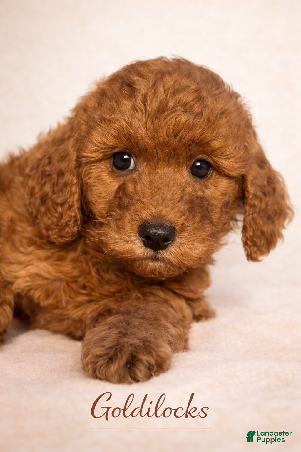 Mini Goldendoodle dogs Goldilocks - Ad 1