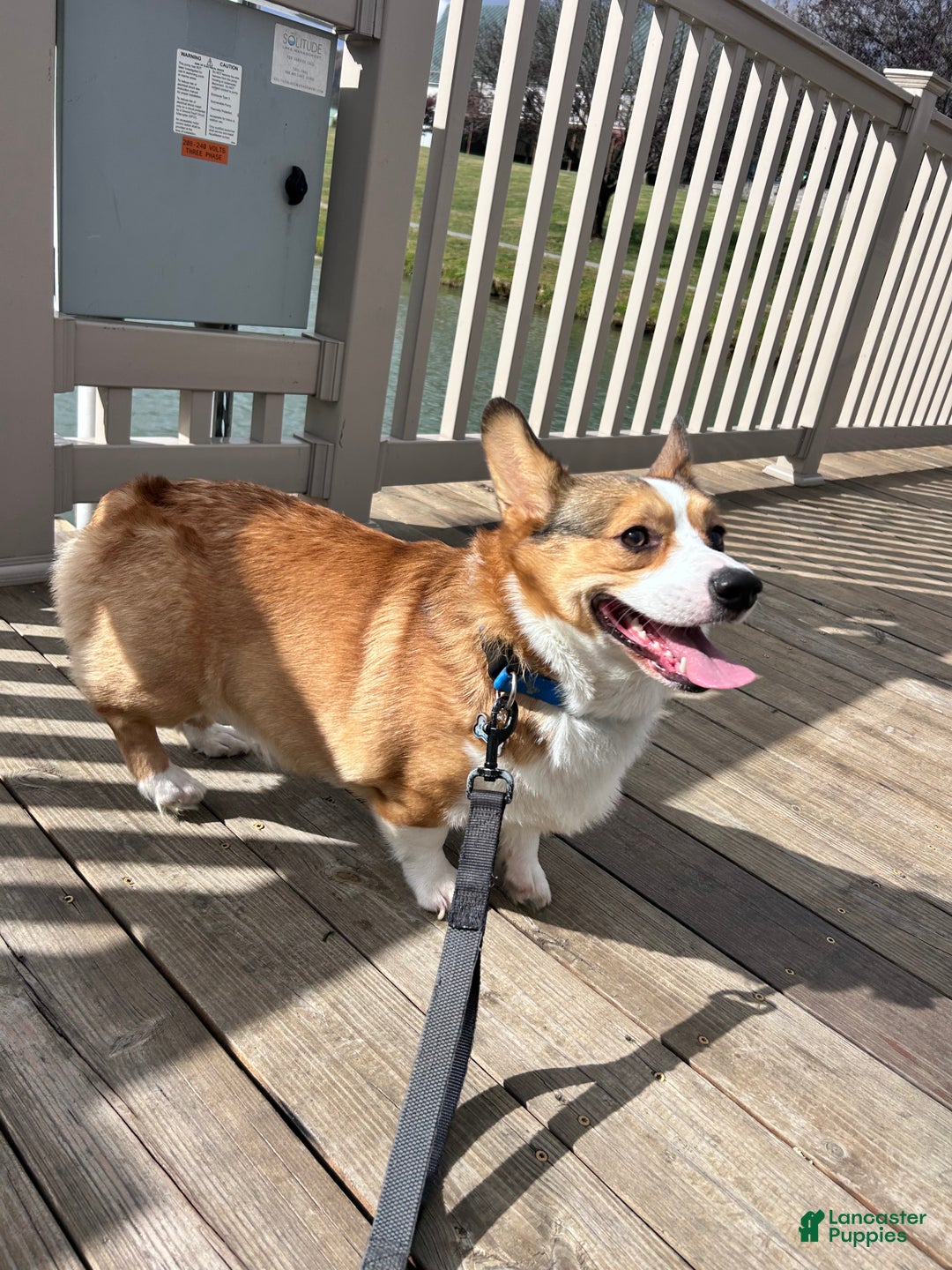 Welsh Corgi Pembroke dogs for stud: Kylo- Stud - Ad 9