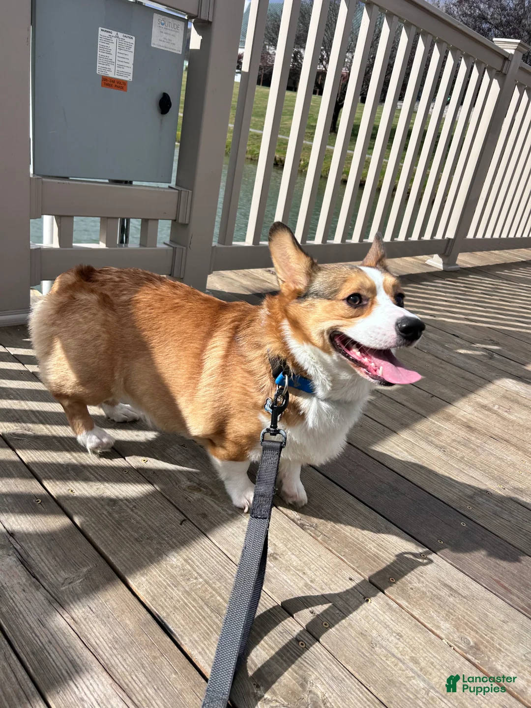 Welsh Corgi Pembroke dogs for stud: Kylo- Stud - Ad 9