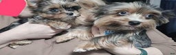 Yorkshire Terrier dogs for sale: Calvin - Ad 19