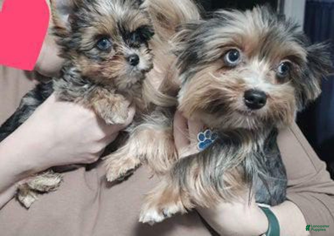 Yorkshire Terrier dogs for sale: Calvin - Ad 19