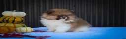 Pomeranian dogs for sale: Marco💙 - Ad 7