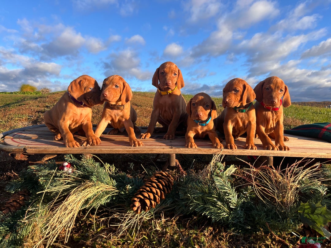 Vizsla dogs for sale: XMAS READY ❤️Sarge🎄Akc Registration🐾Call 717-405-2915 - Ad 5