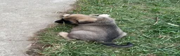 Mixed Breed dogs for sale: Green Puppy - Ad 8