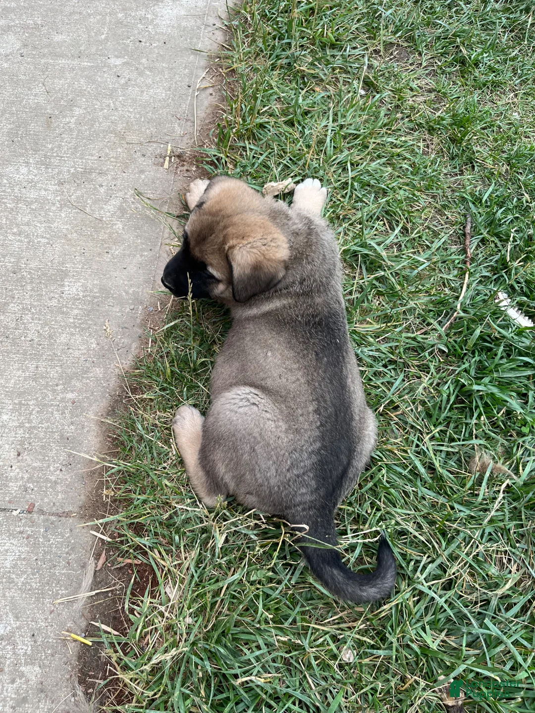 Mixed Breed dogs for sale: Green Puppy - Ad 8