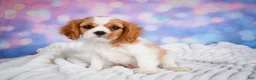 Cavalier King Charles Spaniel dogs for sale: Sasha - Ad 8