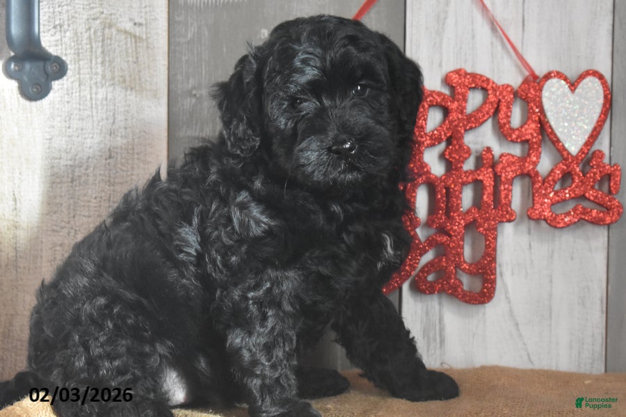 Goldendoodle dogs Jemima - Ad 2