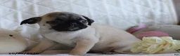 Pug dogs for sale: Polly - Ad 3