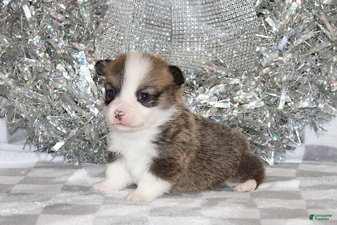 Welsh Corgi Pembroke dogs for sale: Carlotta - Ad 31