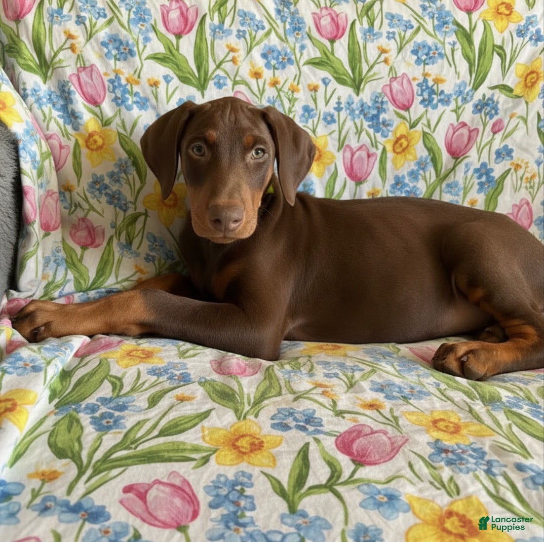 Doberman Pinscher dogs Rose-Not AMISH  - Ad 2
