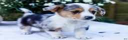 Mixed Breed dogs for sale: Rocky - Ad 1