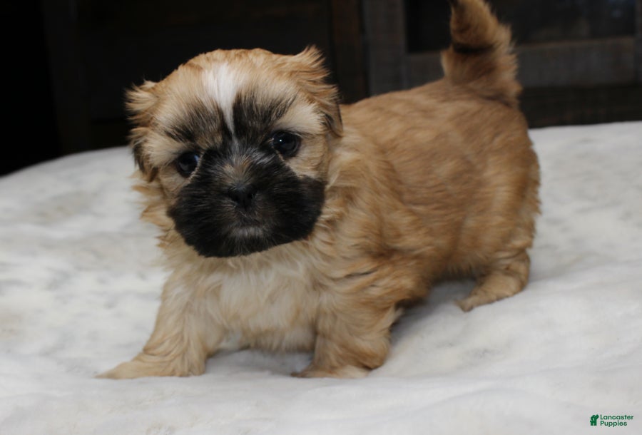 Shih Tzu dogs Carly - Ad 1