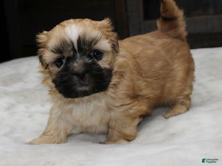Shih Tzu dogs Carly - Ad 1