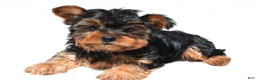 Yorkshire Terrier dogs for sale: Jackie - Ad 11