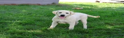Labrador Retriever dogs for sale: Percival - Ad 2