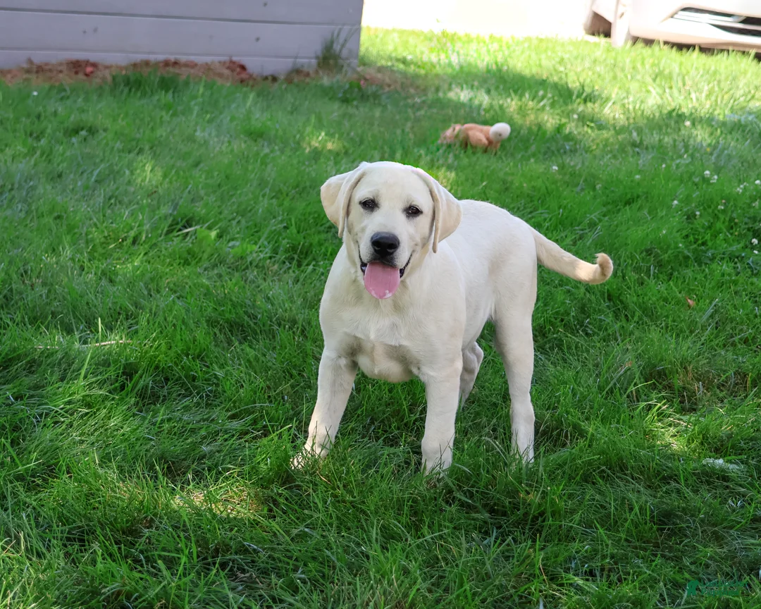 Labrador Retriever dogs for sale: Percival - Ad 2
