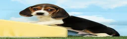 Beagle dogs for sale: Tawny - Ad 1